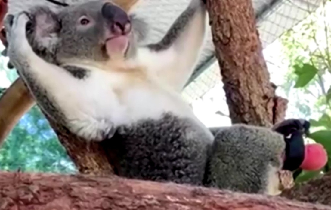 Koala recibe prótesis tras nacer una de sus patas