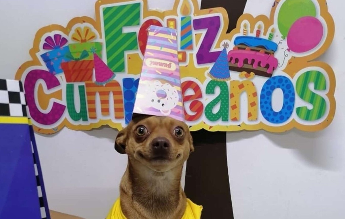 Perrito es sorprendido con fiesta de cumpleaños y reacción se vuelve viral