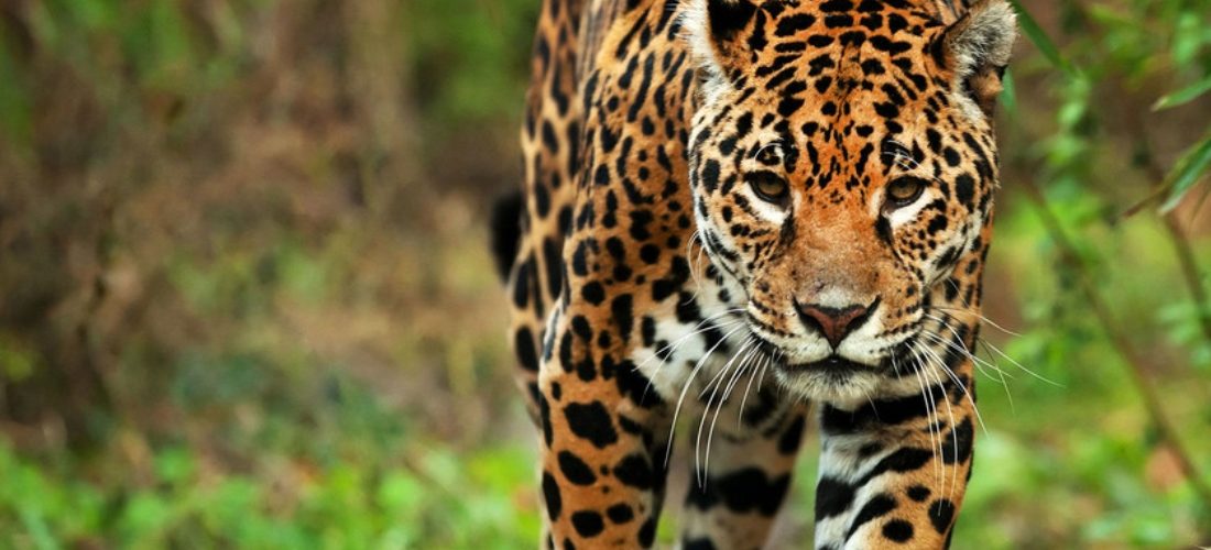 Viral: Campesino envenena a jaguar por matar a su burro en Oaxaca