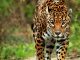 Viral: Campesino envenena a jaguar por matar a su burro en Oaxaca