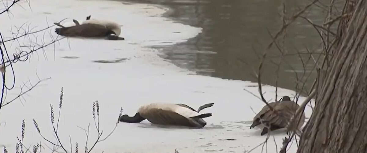 Más de mil aves han muerto por gripe aviar en Nueva Jersey, obligando al cierre de parques y espacios públicos.