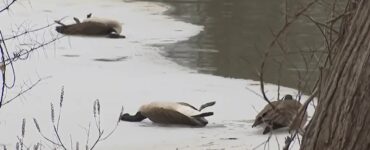 Más de mil aves han muerto por gripe aviar en Nueva Jersey, obligando al cierre de parques y espacios públicos.
