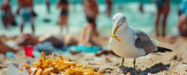 El aumento de los robos de alimentos por gaviotas en ciudades despierta un creciente interés entre científicos y ciudadanos.