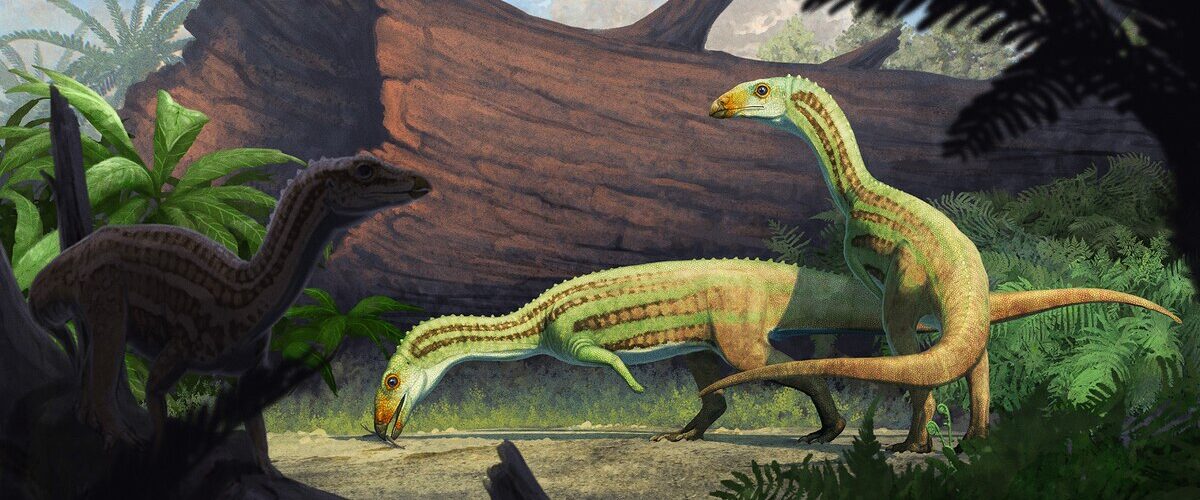 Un sorprendente descubrimiento revela un antiguo pariente de los cocodrilos que caminaba en cuatro patas y en dos en la adultez.