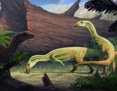 Un sorprendente descubrimiento revela un antiguo pariente de los cocodrilos que caminaba en cuatro patas y en dos en la adultez.