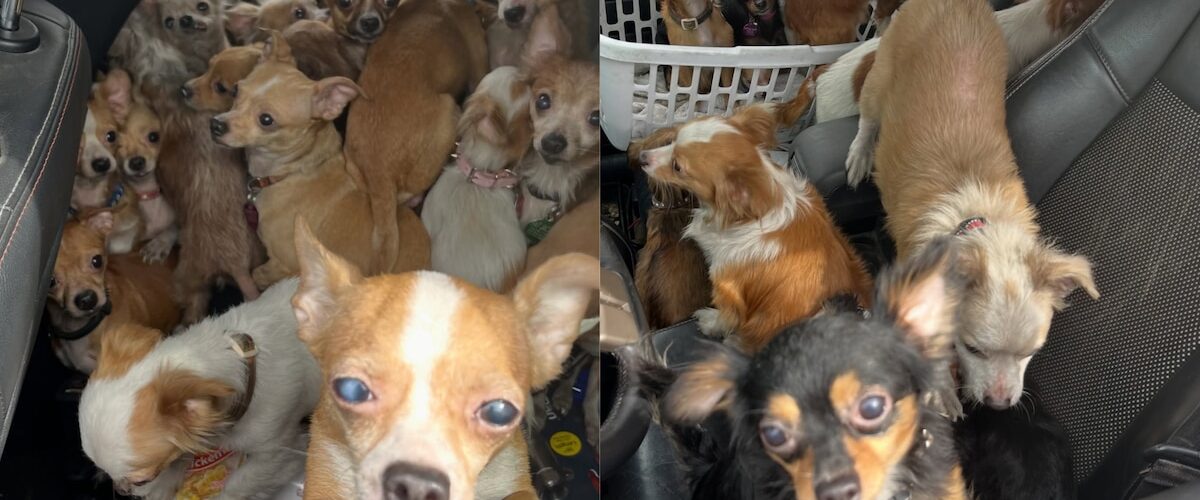 Un operativo en Lake Station logró salvar a más de 40 perros de un incendio, reabriendo el debate sobre mascotas.