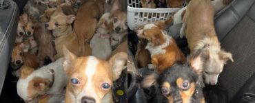 Un operativo en Lake Station logró salvar a más de 40 perros de un incendio, reabriendo el debate sobre mascotas.