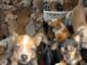 Un operativo en Lake Station logró salvar a más de 40 perros de un incendio, reabriendo el debate sobre mascotas.
