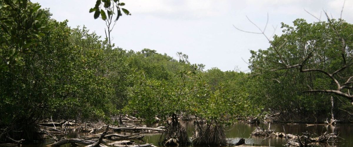 CONANP confirma ausencia de hidrocarburos en manglares de Centla, Tabasco