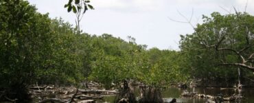 CONANP confirma ausencia de hidrocarburos en manglares de Centla, Tabasco