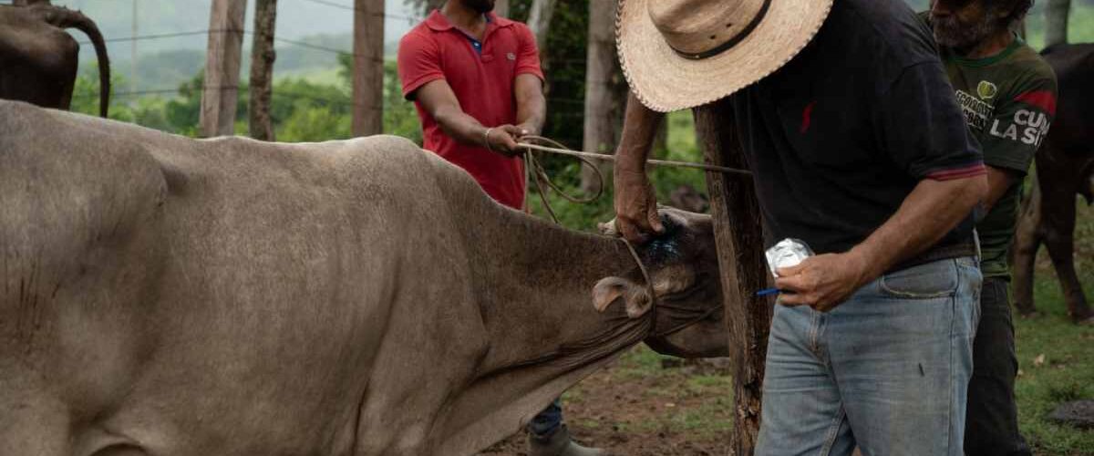 Estrategia nacional contra la plaga del gusano barrenador del ganado