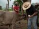 Estrategia nacional contra la plaga del gusano barrenador del ganado