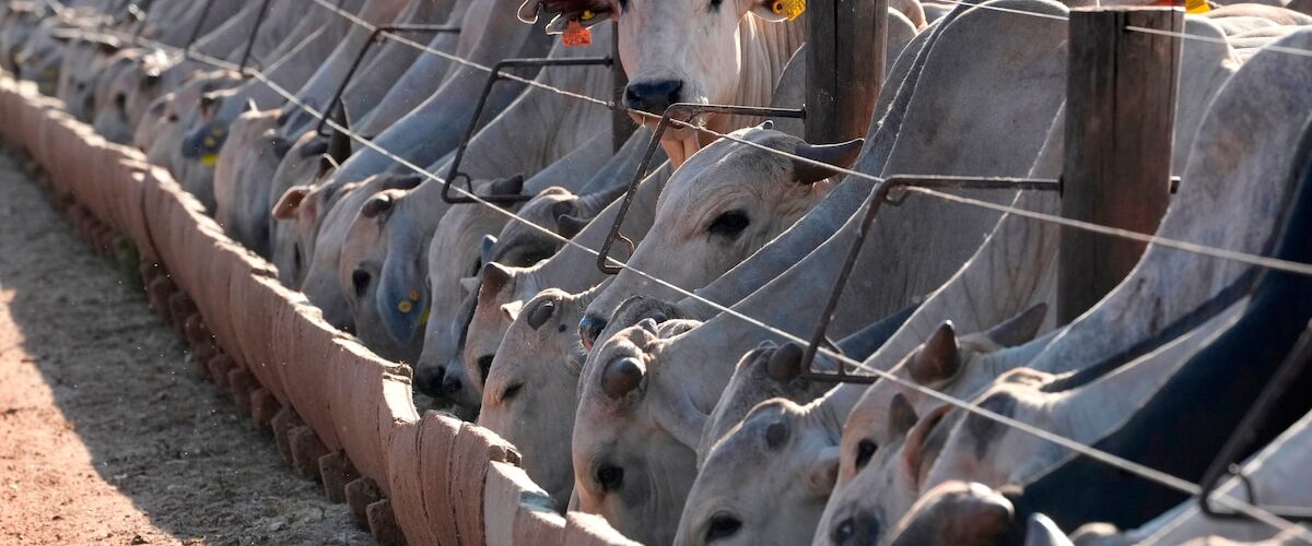El Ministerio de Agricultura de Brasil expresa sorpresa ante el bloqueo europeo a sus exportaciones de productos animales.