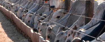 El Ministerio de Agricultura de Brasil expresa sorpresa ante el bloqueo europeo a sus exportaciones de productos animales.