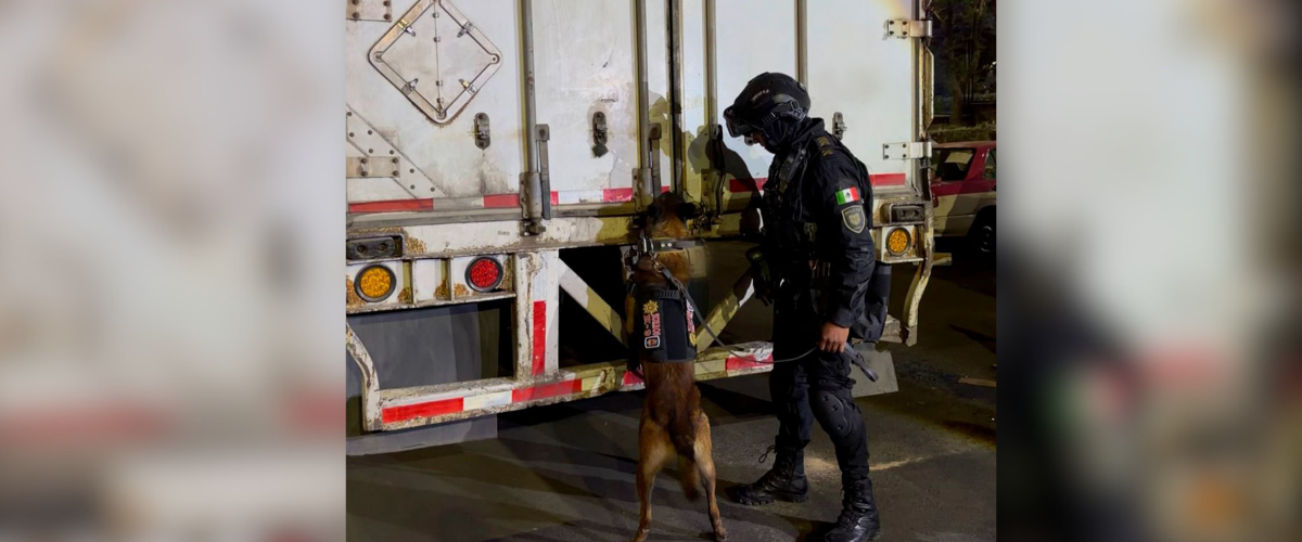 Decomisan más de una tonelada de marihuana en Álvaro Obregón CDMX