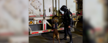 Decomisan más de una tonelada de marihuana en Álvaro Obregón CDMX