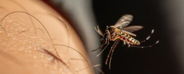 Descubre cómo el fenómeno de El Niño provocó un incremento de dengue en Costa Rica y sus consecuencias.