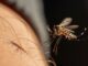 Descubre cómo el fenómeno de El Niño provocó un incremento de dengue en Costa Rica y sus consecuencias.