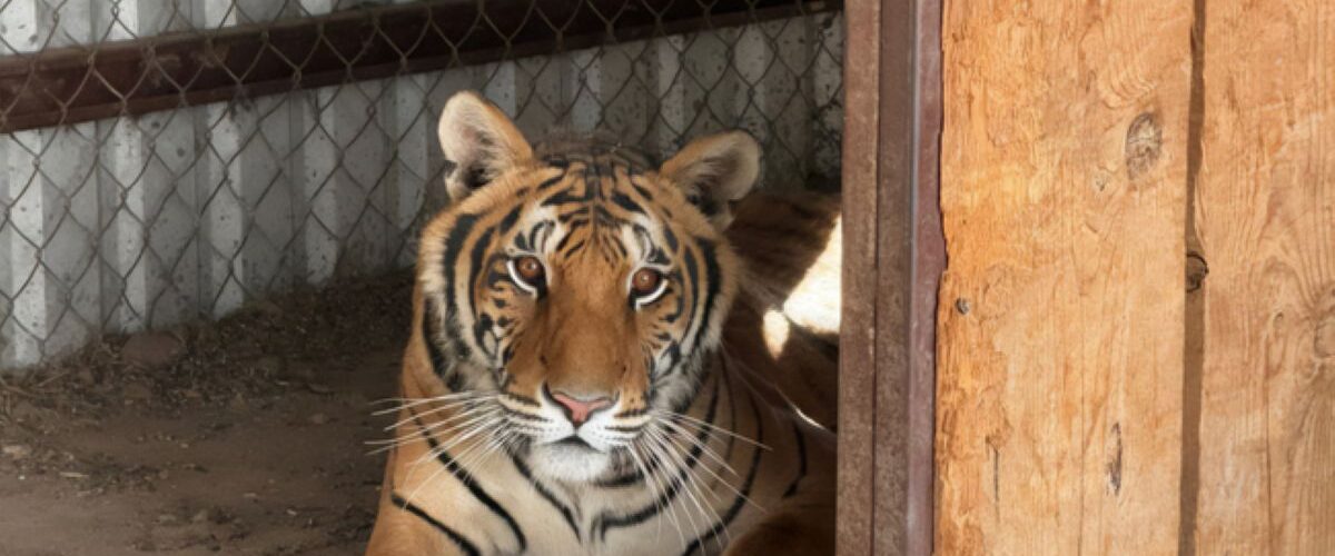 Aseguran dos tigres de Bengala en operación en Chihuahua