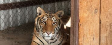 Aseguran dos tigres de Bengala en operación en Chihuahua