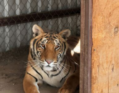 Aseguran dos tigres de Bengala en operación en Chihuahua