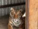 Aseguran dos tigres de Bengala en operación en Chihuahua
