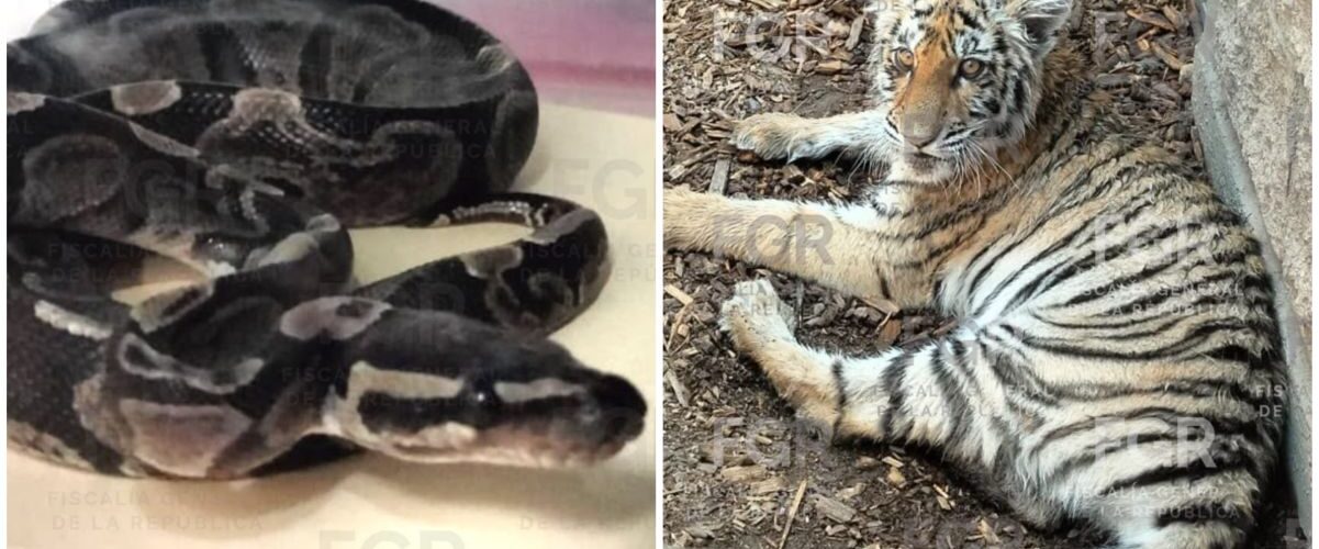 Aseguran ejemplares de fauna silvestre en Jalisco incluyendo un tigre y un cocodrilo