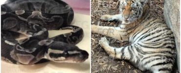 Aseguran ejemplares de fauna silvestre en Jalisco incluyendo un tigre y un cocodrilo