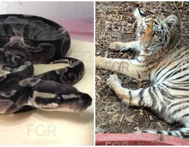 Aseguran ejemplares de fauna silvestre en Jalisco incluyendo un tigre y un cocodrilo