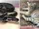 Aseguran ejemplares de fauna silvestre en Jalisco incluyendo un tigre y un cocodrilo