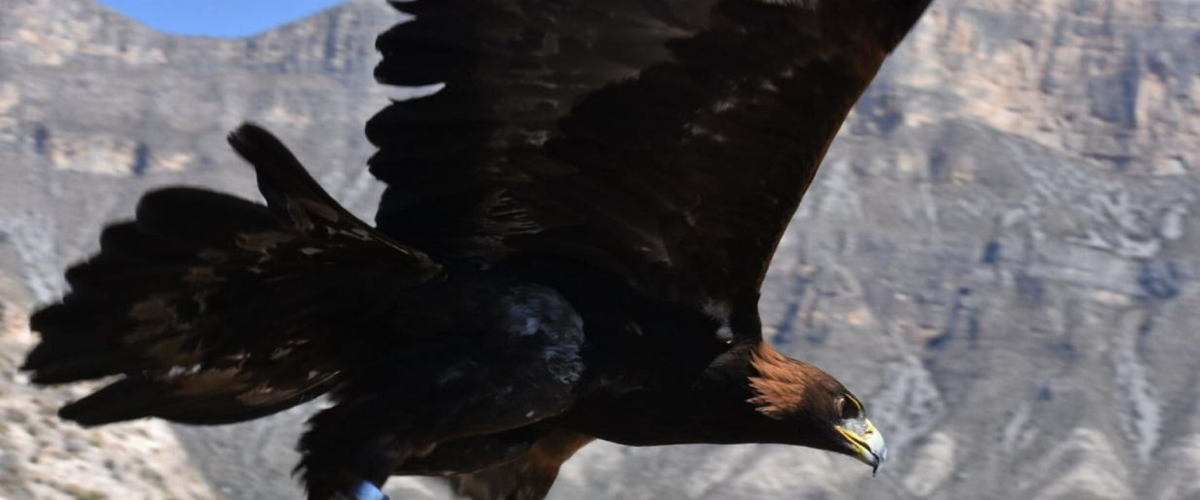 Inusual aparición de Águila Real en Aguascalientes sorprende a expertos