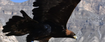Inusual aparición de Águila Real en Aguascalientes sorprende a expertos