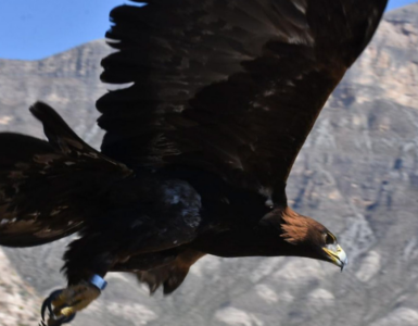 Inusual aparición de Águila Real en Aguascalientes sorprende a expertos