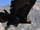 Inusual aparición de Águila Real en Aguascalientes sorprende a expertos