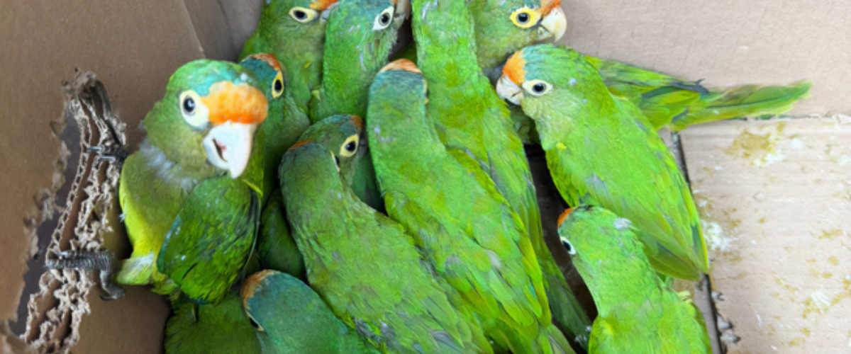 Profepa rescata 65 aves en Chiapas por tráfico ilegal de fauna