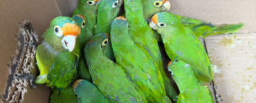 Profepa rescata 65 aves en Chiapas por tráfico ilegal de fauna