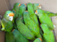 Profepa rescata 65 aves en Chiapas por tráfico ilegal de fauna
