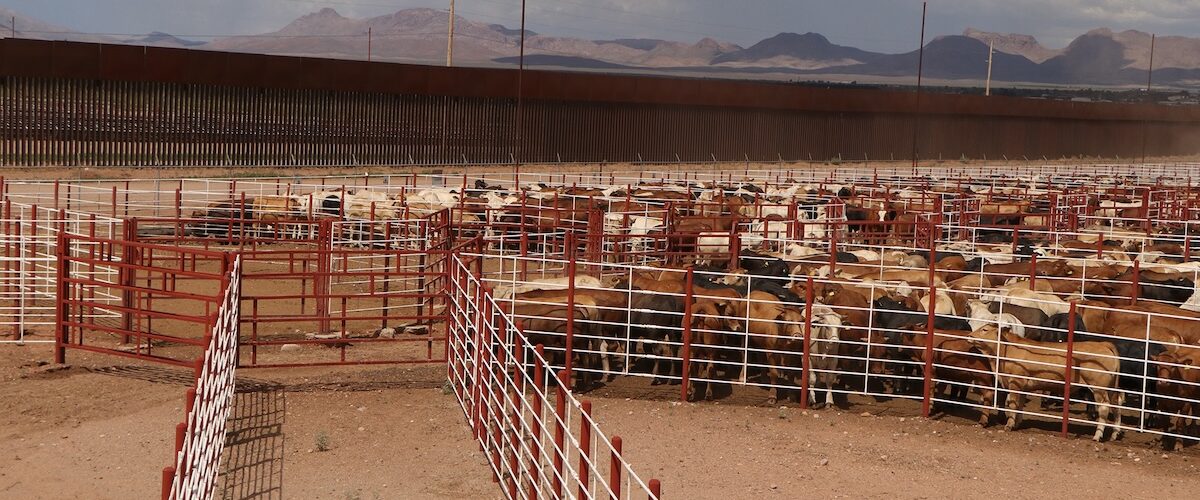 Suspenden importación de animales por riesgo del gusano barrenador en México