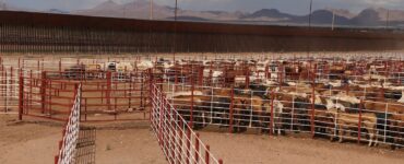 Suspenden importación de animales por riesgo del gusano barrenador en México