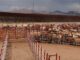 Suspenden importación de animales por riesgo del gusano barrenador en México