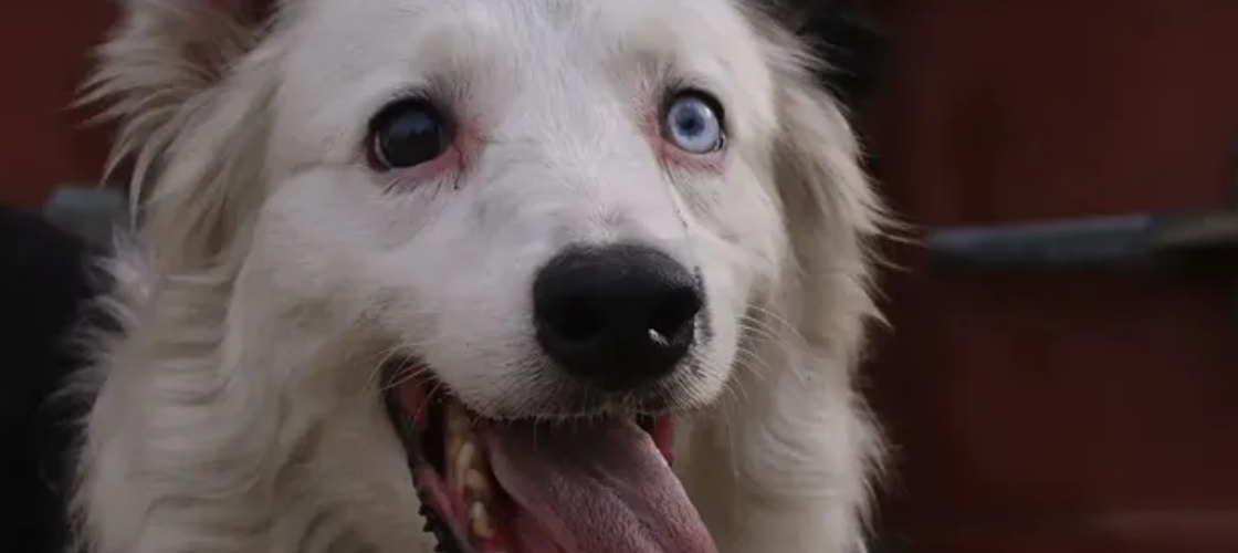 Descubre la conmovedora historia de Tsunami, el perro rescatista que ha cautivado a toda Venezuela.