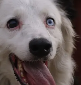 Descubre la conmovedora historia de Tsunami, el perro rescatista que ha cautivado a toda Venezuela.