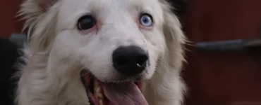 Descubre la conmovedora historia de Tsunami, el perro rescatista que ha cautivado a toda Venezuela.