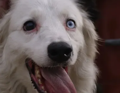 Descubre la conmovedora historia de Tsunami, el perro rescatista que ha cautivado a toda Venezuela.