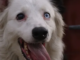 Descubre la conmovedora historia de Tsunami, el perro rescatista que ha cautivado a toda Venezuela.
