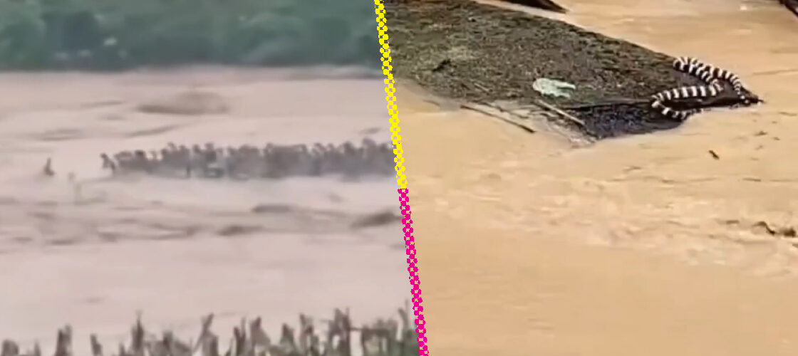 Inundaciones en China provocan el escape de serpientes, generando preocupación y advertencias en la población local.