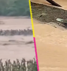 Inundaciones en China provocan el escape de serpientes, generando preocupación y advertencias en la población local.