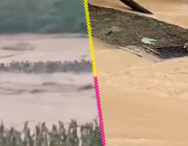 Inundaciones en China provocan el escape de serpientes, generando preocupación y advertencias en la población local.