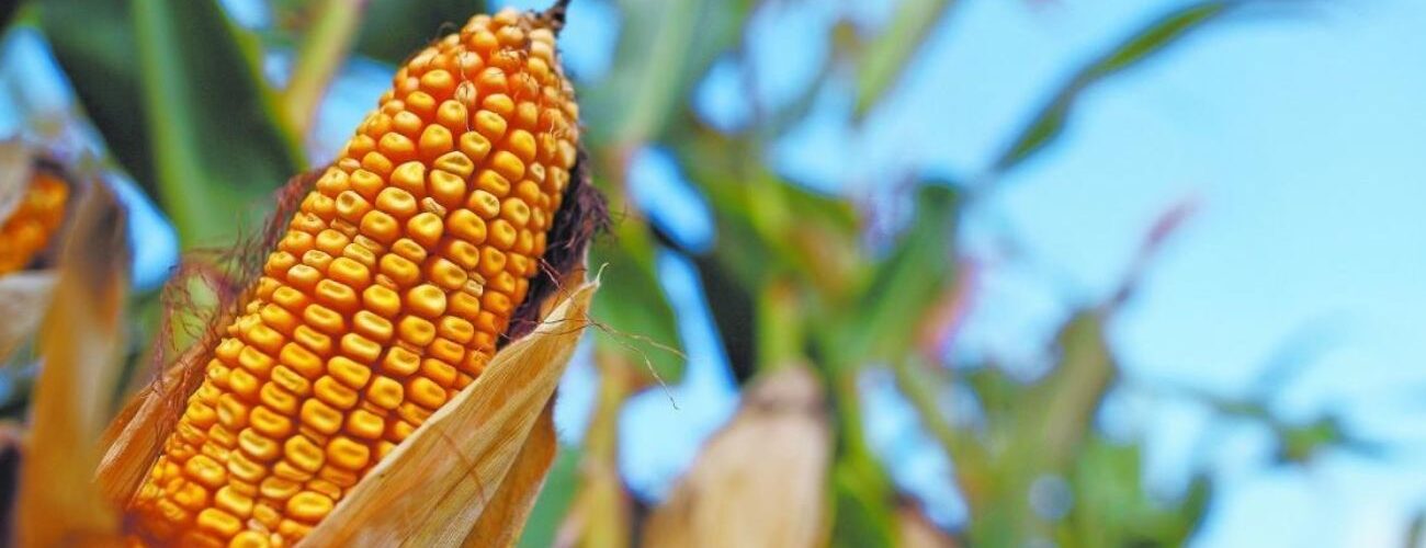 Se proyecta que México será el principal comprador global de maíz para 2035, transformando su economía agrícola.