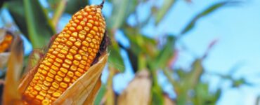 Se proyecta que México será el principal comprador global de maíz para 2035, transformando su economía agrícola.